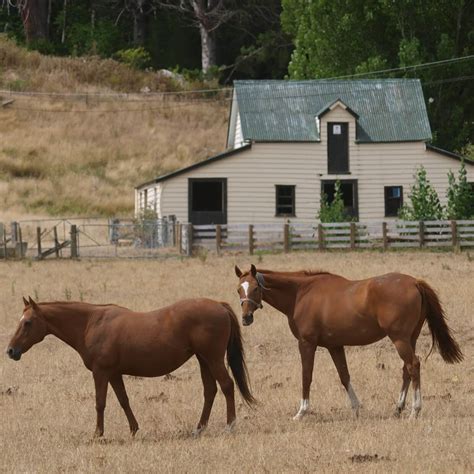 HORSE FRIENDLY PASTURE - Yardlands