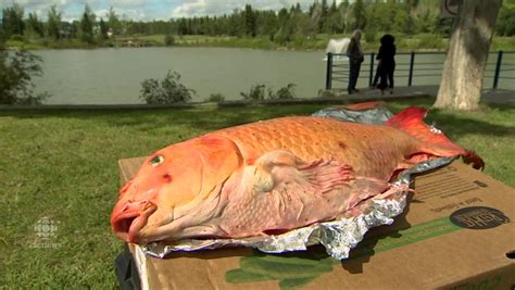 Holy Carp 11 Year Old Nets Giant Koi In St Albert Lake Cbc News