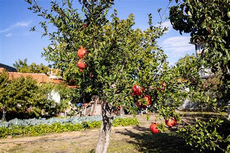 How To Fertilize Pomegranate Trees Gardener S Path Gardenerpath