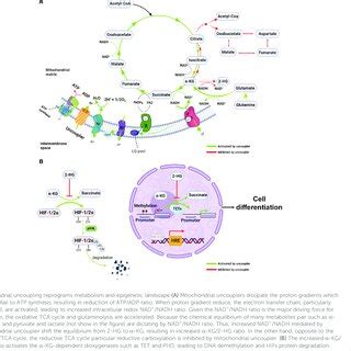 Niclosamide Activates Tumor Suppressor And Inhibit Oncogenic Pathways