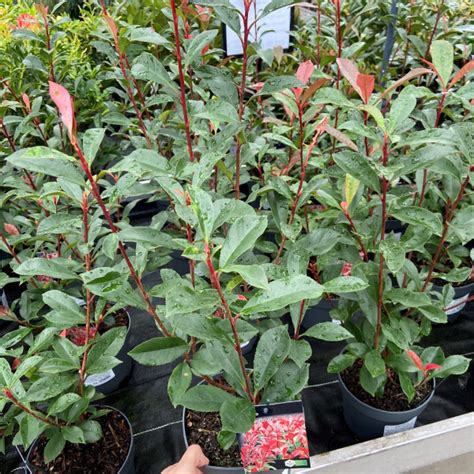 Photinia Red Robin Ltr Pot Buy Online Or Call