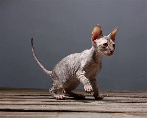 Cornish Rex Kitten Walking Photo And Wallpaper Beautiful Cornish Rex