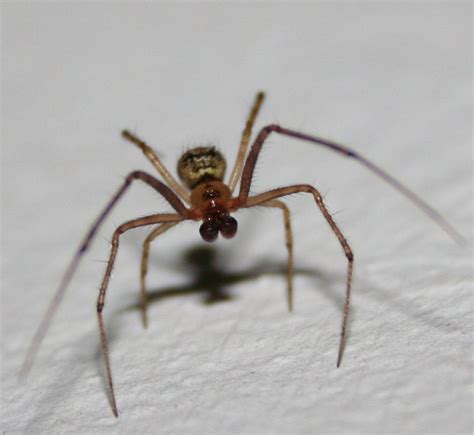 Free Spider On Wall Stock Photo