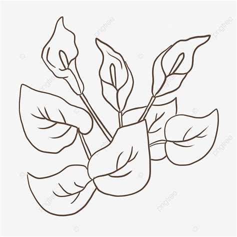 Anthurium Flower PNG Transparent Anthurium Outline Flower Anthurium