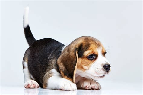 100 Beagle Wallpapers