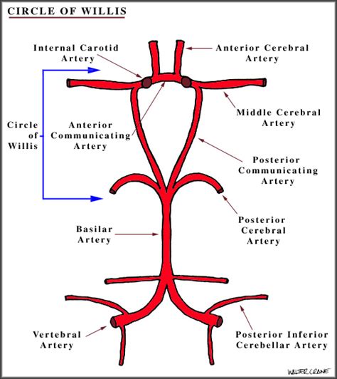 Posterior Spinal Artery Circle Of Willis