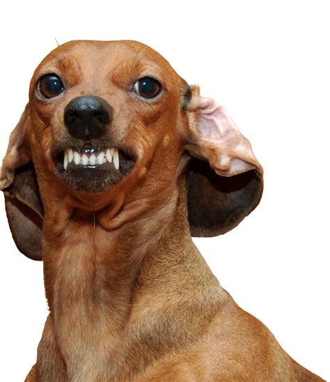 Dachshund Png