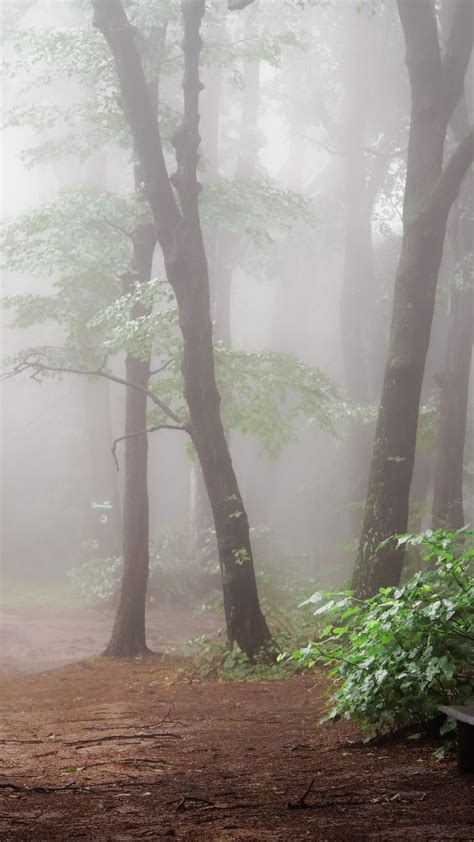 Enchanted Twilight Pathway In The Forest Backiee