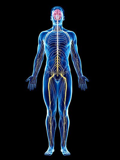 Plexus Caroticus Communis Aufbau Funktion Krankheiten Medlexi De