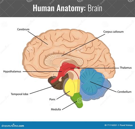 Anatomía Detallada Del Cerebro Humano Vector Médico Ilustración Del