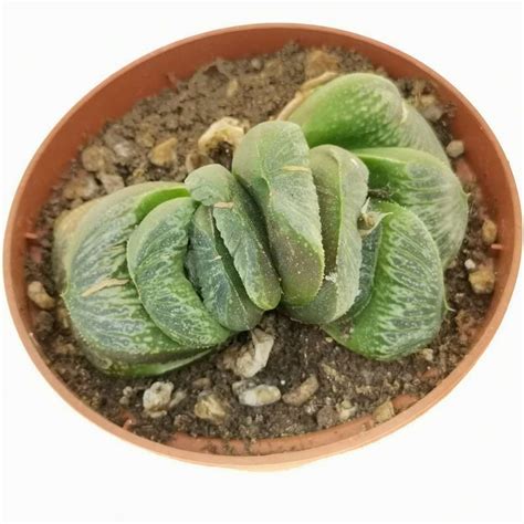 Haworthia Maughanii X Truncata Cm Aloaceae Giromagi Vendita