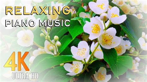 Relaxing Piano Music Relaxing Beautiful Flower In 4k Romantic Music