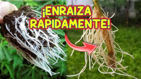 ENRAIZANTE CASERO Fácil ENRAIZA cualquier planta o ESQUEJE RAPIDO