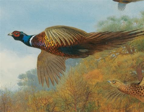 Pheasant In Flight Archibald Thorburn Birds Print Etsy Uk