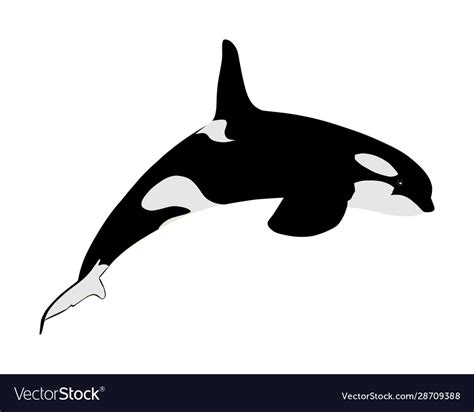 Orca Jumping Drawing