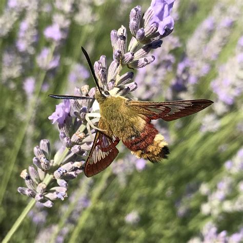 Vroege Vogels Foto Geleedpotigen Glasvleugelpijlstaart In De