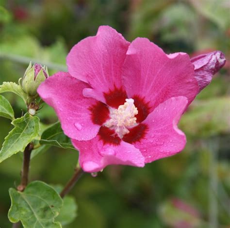 Hibiscus Syriacus Woodbridge Althéa Aux Fleurs Rose Vif à Cœur Rouge