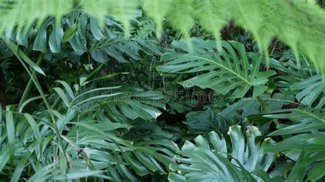 Exotic Monstera Jungle Rainforest Tropical Atmosphere Fresh Juicy