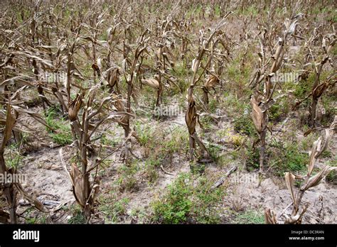 Premont Texas Corn Field Affected By Texas Drought Stock Photo Alamy