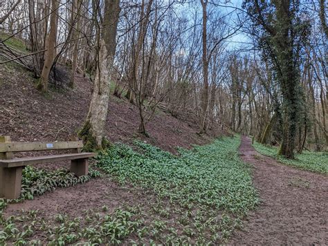 walking  shrawley wood forestry england
