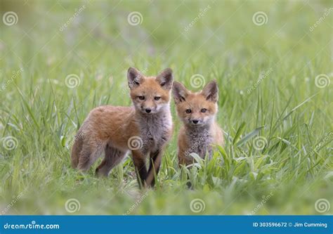 Red Fox Kits Vulpes Vulpes Sitting By Its Den Deep In The Forest In