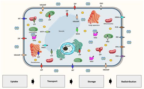 Localization And Role Of Various Membrane Transporters In The Plant