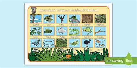 Australian Tropical Rainforest Habitat Word Mat Twinkl