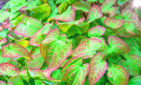 Horny Goat Weed Uses Benefits And Side Effects HealthEvoke