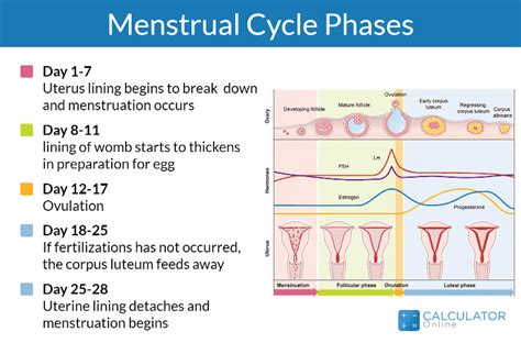 Most Accurate Ovulation Calculator Dallastamsin