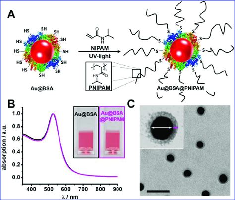 A Schematic Illustration Of The Uv Light Induced Thiol Initiated