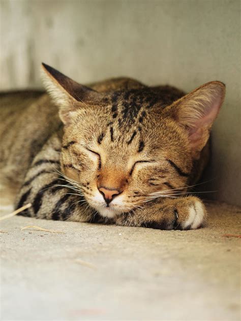 Gato De Gato Atigrado Lindo Que Duerme En El Piso Foto De Archivo