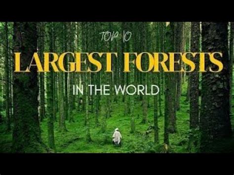 The 10 Largest Forests In The World YouTube