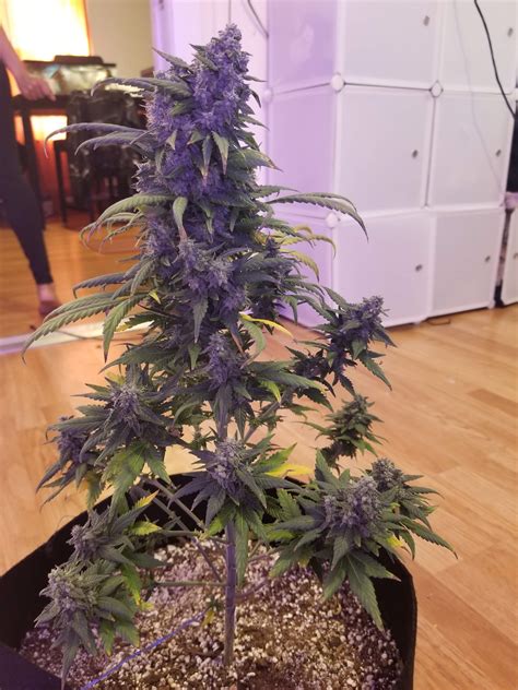 Seedsman Alaskan Purple Auto Grow Diary Journal Week9 By Doncezer