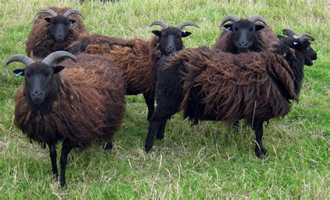 Hebridean Sheep Waters Edge Country © David Wright Geograph Britain And Ireland