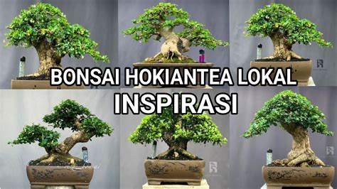 Bonsai Hokiantea Lokal Inspirasi Karya Reza Bonsai Youtube