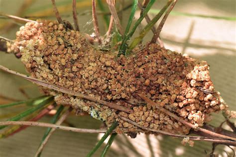 Frass Nest Pine Webworm Pococera Robustella Bugguidenet
