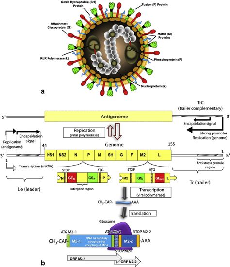 Structure And Organization Of The Rsv Virion A The Rsv Virion