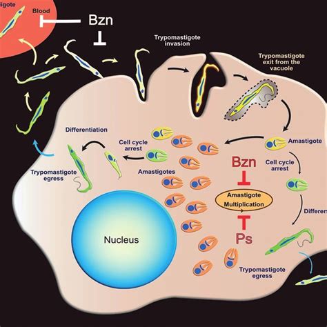 Representation Of Trypanosoma Cruzi Intracellular Cycle In Mammalian Download Scientific