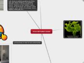 virus del tuberculosis - Mind Map