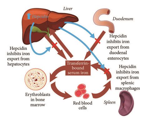 The Role Of Hepcidin In Systemic Iron Homeostasis A In Healthy