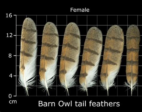 How To Identify Owl Feathers - Best Guide On Recognizing Owl Feathers ...