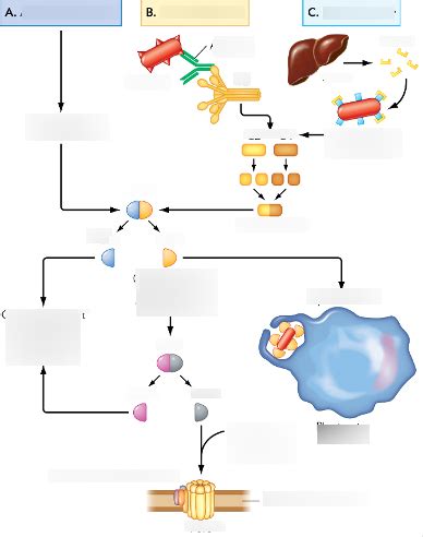 Complement Pathway diagram Diagram | Quizlet