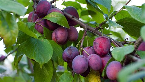 How To Prune Fruit Trees For Maximum Yield Botanic Manics