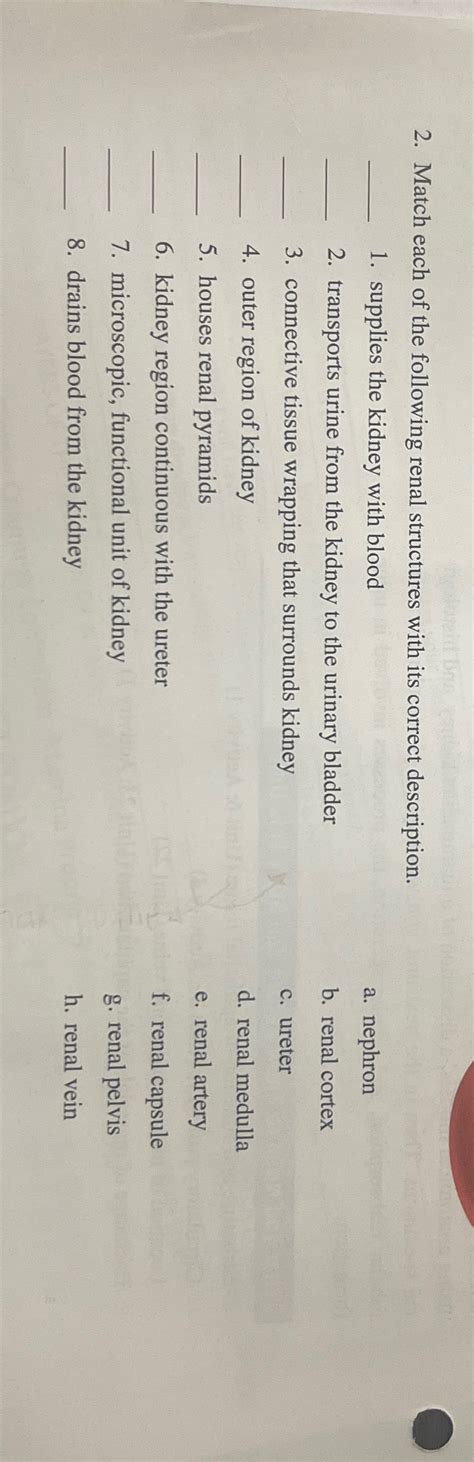 Match Each Of The Following Renal Structures With Their Functions