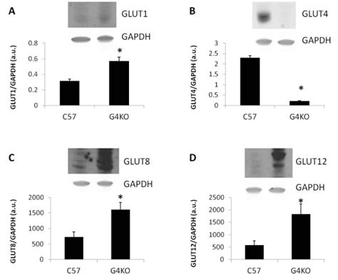 Relative Expression Of Glut Protein In The Left Ventricle Of Glut4 Null