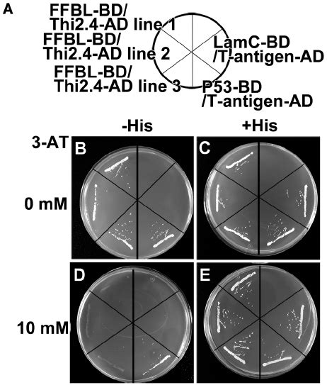 Yeast Two Hybrid Analysis Of Thi And Ffbl A P Bd T Antigen Ad