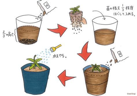 マリーゴールドの育て方｜種まきや寄せ植え、虫除けの効果は？ Horti 〜ホルティ〜 By Greensnap