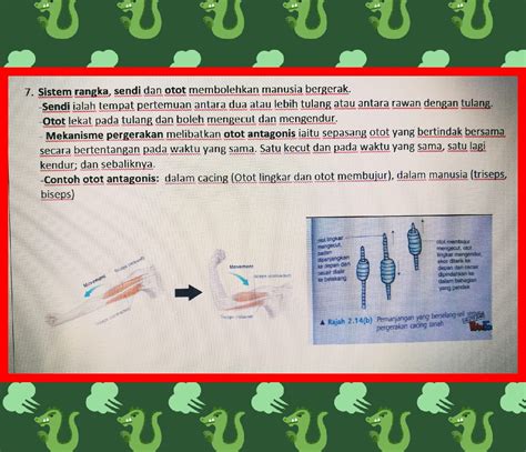 Nota Sains Tingkatan 4 Bab 6 Sokongan Pergerakan Dan Pertumbuhan Bab 6 Sokongan Pergerakan Dan