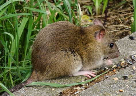 Ratten Im Garten Was Tun Bek Mpfung Mittel Und Meldepflicht Erasio