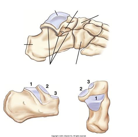 Calcaneus And Talus Diagram Quizlet